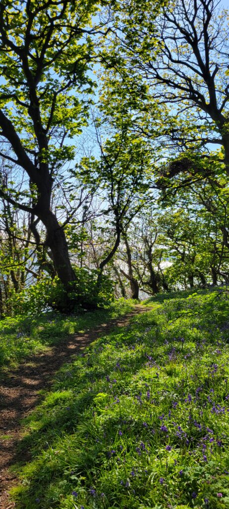 FIFE ENGAGEMENT PHOTOS IN DALGETY BAY Woodlands IN DALGETY BAY